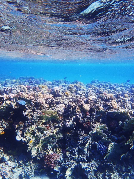 Korálový útes v Egyptě — Stock fotografie