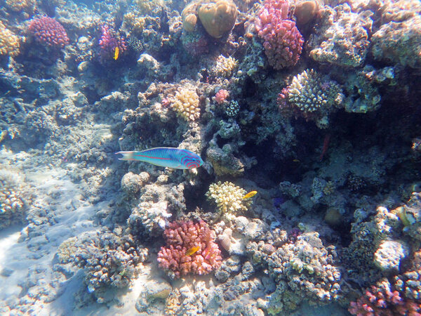 Коралловый риф в Египте
