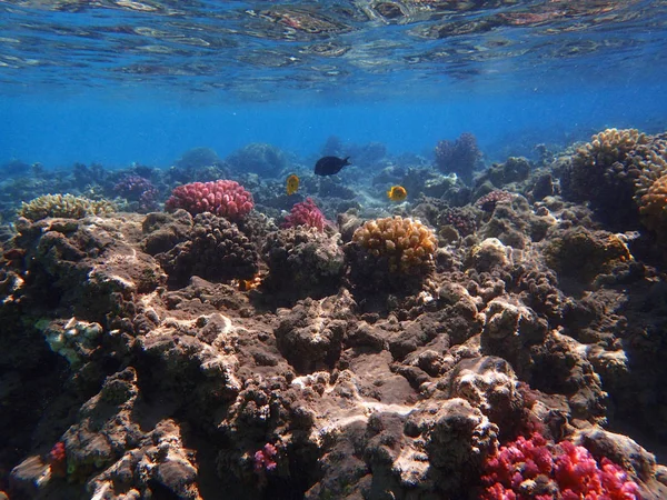Coral reef Egyiptomban — Stock Fotó
