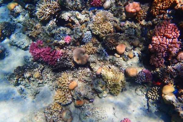 Коралловый риф в Египте — стоковое фото