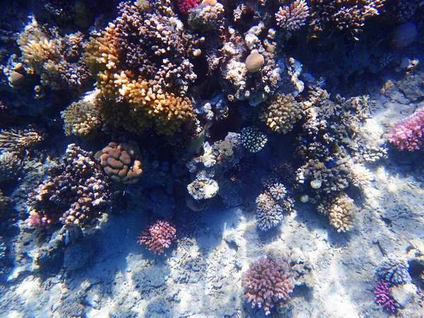 Rafa koralowa w Egipcie — Zdjęcie stockowe