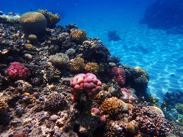 Színes korallzátony Egyiptomban — Stock Fotó