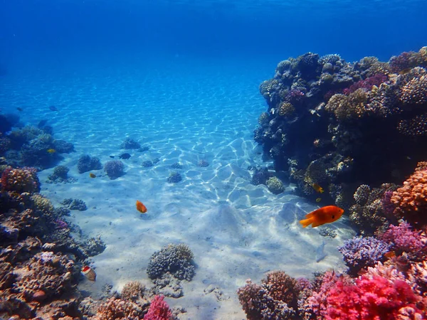 Coral reef in Egypte — Stockfoto