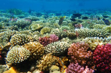 Mısır'daki mercan resifi