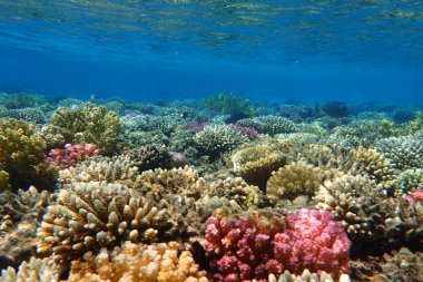 Mısır'daki mercan resifi