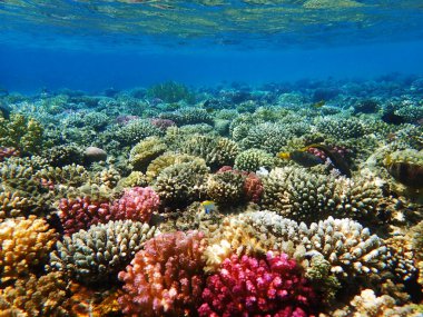 Mısır'daki mercan resifi