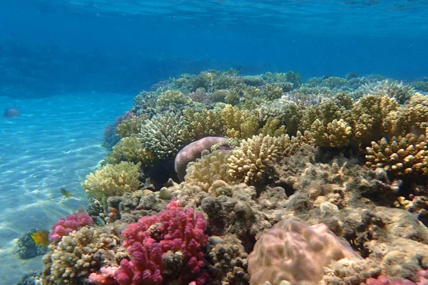 Coral reef Egyiptomban — Stock Fotó