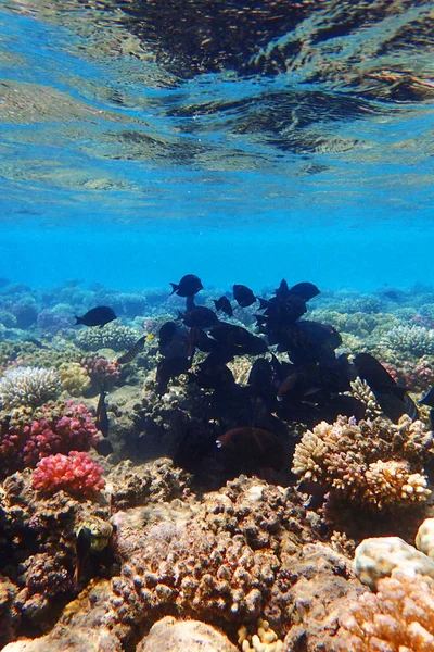 Коралловый риф в Египте — стоковое фото
