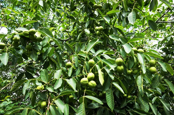 Albero fresco wallnuts verde — Foto Stock