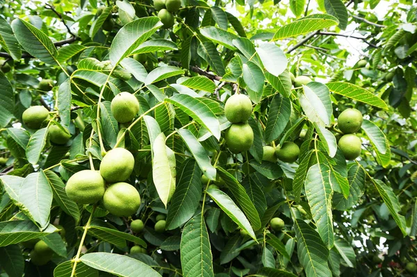 新緑の wallnuts の木 — ストック写真