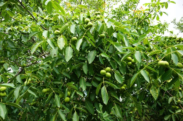 Fresh green wallnuts tree — Stock Photo, Image