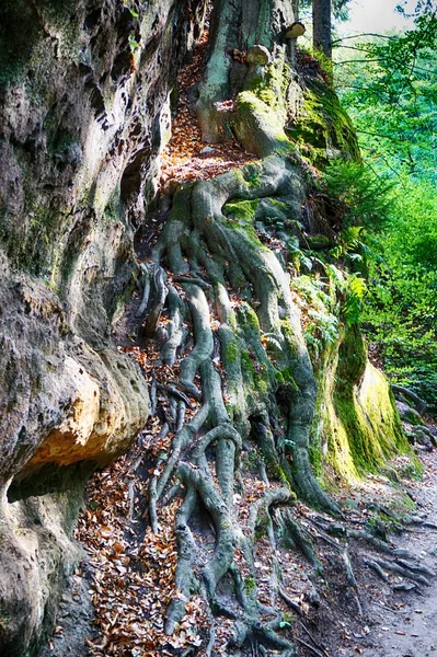 Raíces de árboles viejos — Foto de Stock