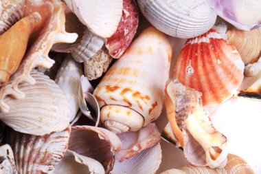 Deniz kabukları doku