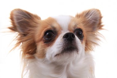 benim tatlı chihuahua Violka başkanı