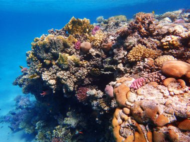 okyanus arka plan olarak Mısır'da mercan resifi