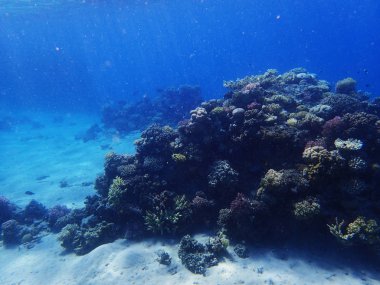 okyanus arka plan olarak Mısır'da mercan resifi