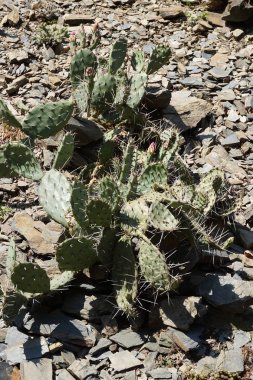 opuncia kaktüs doku