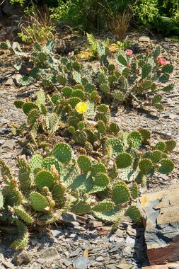 opuncia kaktüs doku