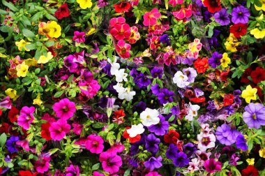 calibrachoa Milyon Bells çiçek arka plan