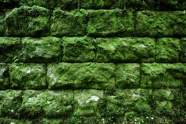 Musgo pared de roca — Foto de Stock