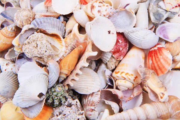 Conchas de mar textura —  Fotos de Stock