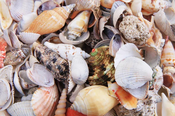 Sea shells texture — Stock Photo, Image