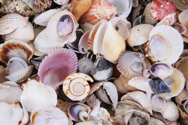 Sea shells texture — Stock Photo, Image