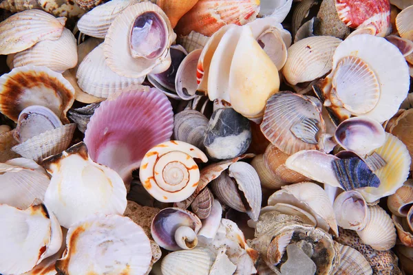 Sea shells texture — Stock Photo, Image