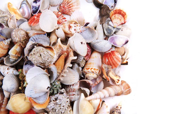 Zee schelpen textuur — Stockfoto
