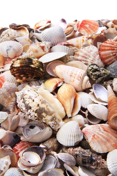 Conchas de mar textura —  Fotos de Stock