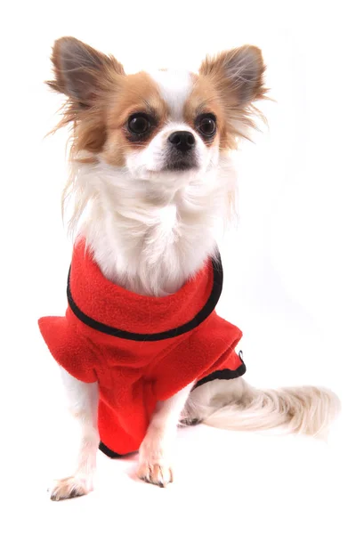 Vestida chihuahua violka — Foto de Stock