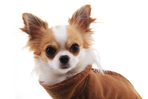 Vestida chihuahua violka — Foto de Stock