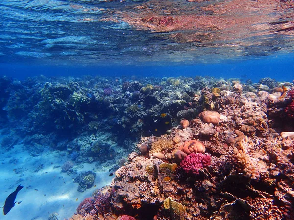 Óceáni korallzátony Egyiptomban — Stock Fotó