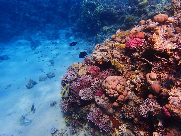 Recifes de coral no egito como fundo oceânico — Fotografia de Stock