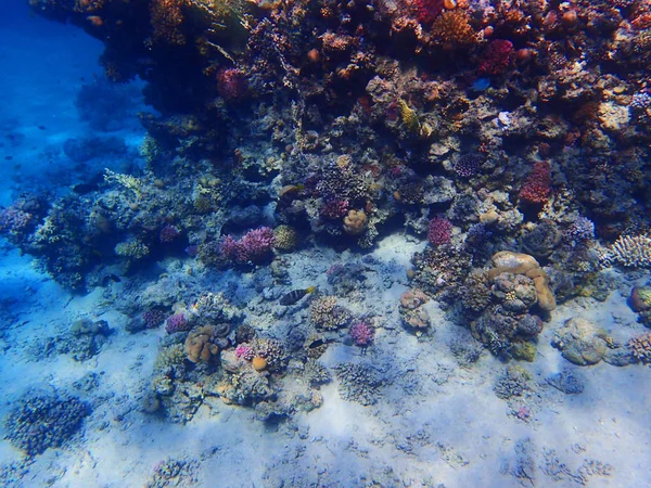 Коралловый риф в Египте в качестве фона океана — стоковое фото