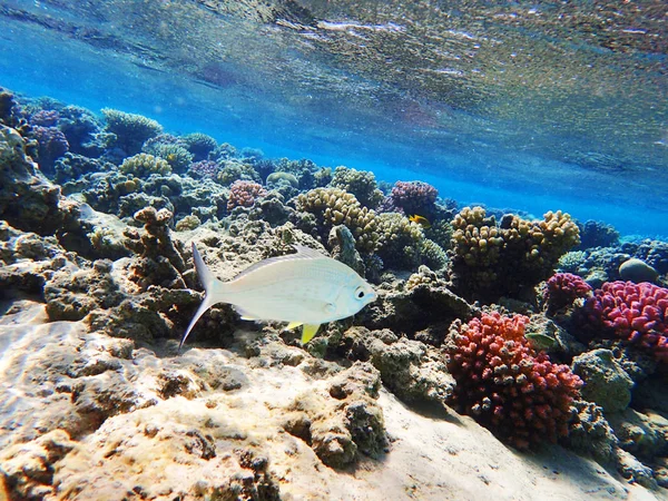 Arrecife de coral en Egipto como fondo oceánico — Foto de Stock