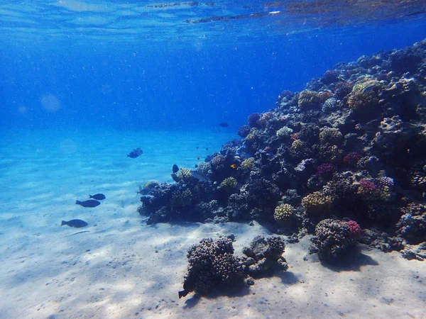 stock image coral reef in egypt as ocean background