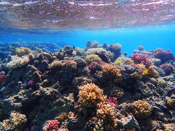 Óceáni korallzátony Egyiptomban — Stock Fotó