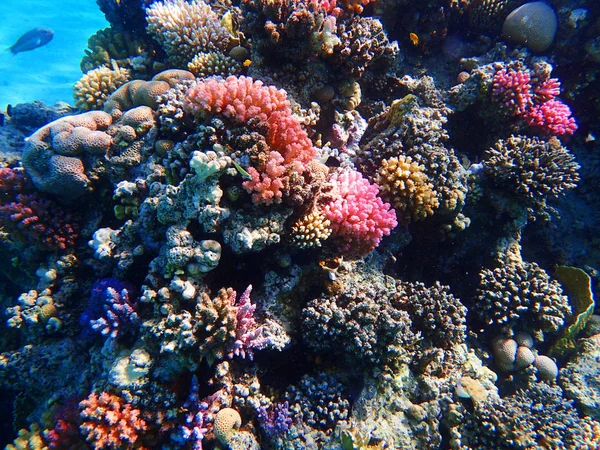 Korallrev i Egypten som havs bakgrund — Stockfoto