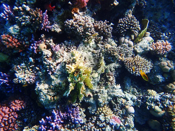 Rafa koralowa w Egipcie jako tło oceanu — Zdjęcie stockowe