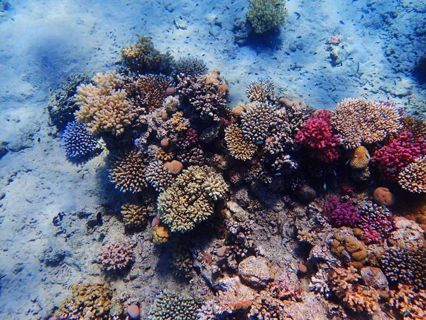 Korallrev i Egypten som havs bakgrund — Stockfoto