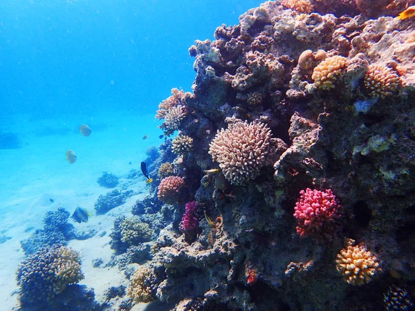 Recifes de coral no egito como fundo oceânico — Fotografia de Stock