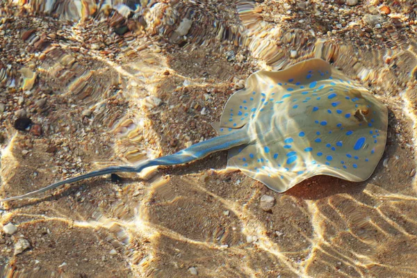 Taeniura lymma Fisch in Ägypten — Stockfoto