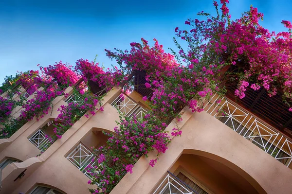 Gröna hotellträdgården i Egypten — Stockfoto