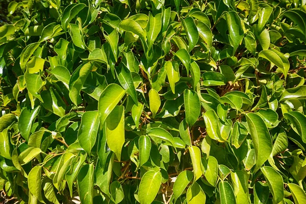 Фикус бенджамина растение листьев текстуры — стоковое фото