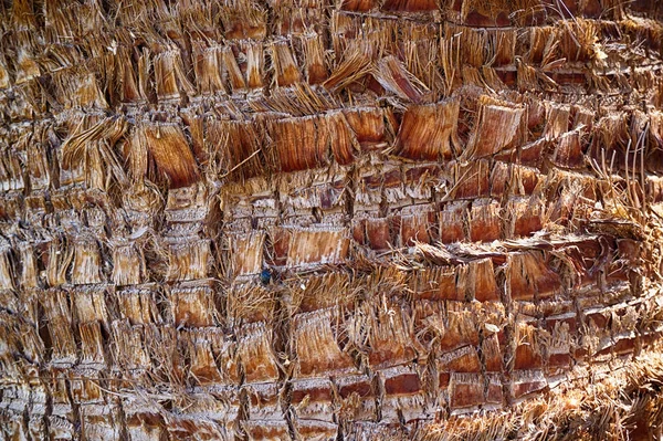 Palma árvore tronco textura — Fotografia de Stock
