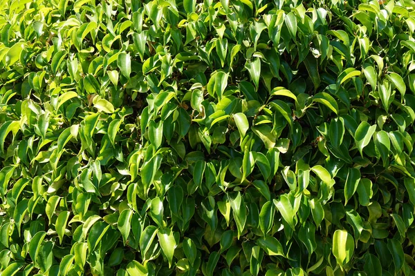 Ficus benjamina texture des feuilles de plantes — Photo