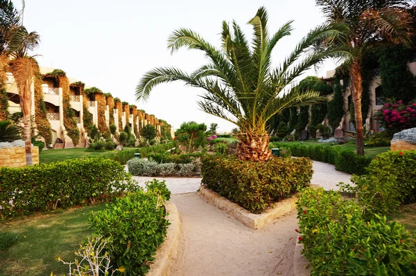 Зеленый сад отеля в Египте — стоковое фото