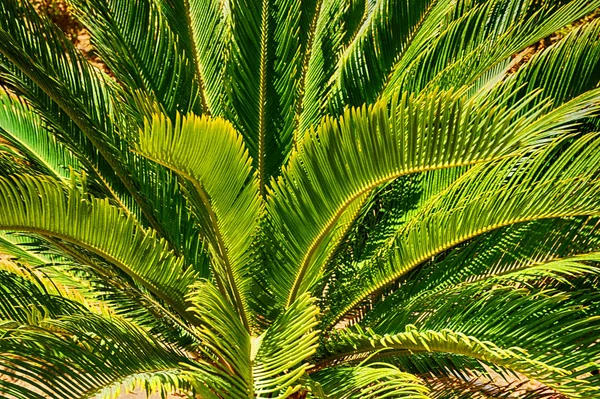 Palm tree texture — Stock Photo, Image