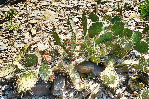 Textura de cactus opuncia — Foto de Stock